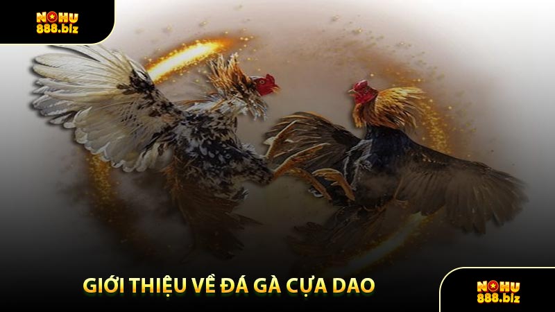 Giới Thiệu Về Đá Gà Cựa Dao 